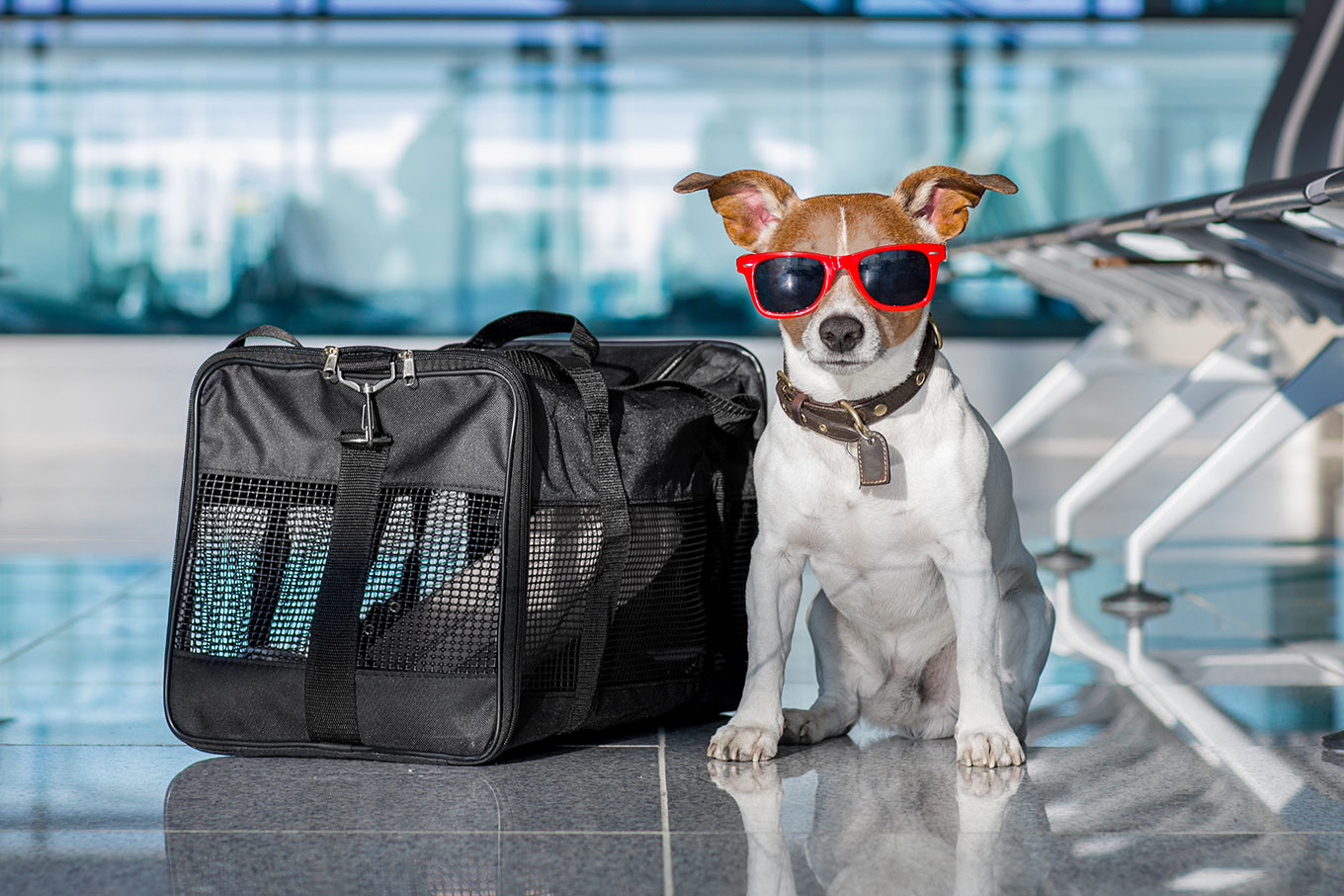 Raças perigosas de cachorros? Como viajar de vião com eles?