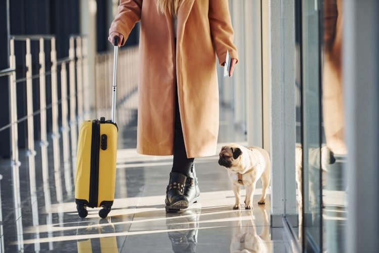 Raças perigosas de cachorros? Como viajar de vião com eles?